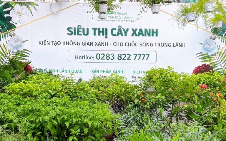 vsetnature-cung-cap-mang-xanh-cho-van-phong-va-chung-cu-1